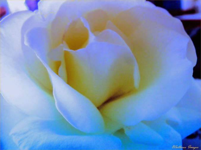 White Rose