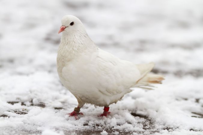 A white dove sits on the first snow in late autumn